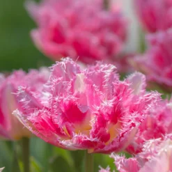 Tulip 'Cool Crystal'
