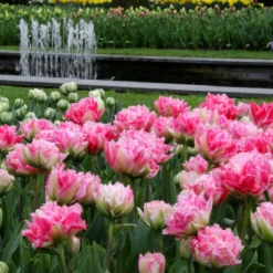 Tulip 'Cool Crystal' -UK Garden Plants Sales 2024 tulip cool crystal 10