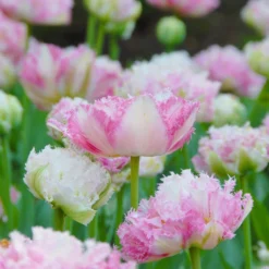 Tulip 'Cool Crystal' -UK Garden Plants Sales 2024 tulip cool crystal 2