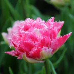 Tulip 'Cool Crystal' -UK Garden Plants Sales 2024 tulip cool crystal 4