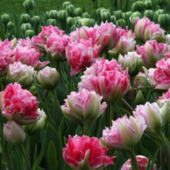 Tulip 'Cool Crystal' -UK Garden Plants Sales 2024 tulip cool crystal 7