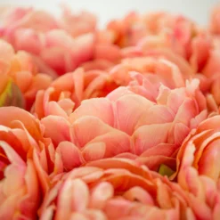 Tulip 'Copper Image' -UK Garden Plants Sales 2024 tulip copper image 2