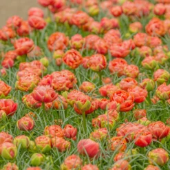 Tulip 'Copper Image' -UK Garden Plants Sales 2024 tulip copper image 4