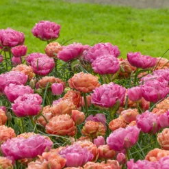 Tulip 'Copper Image' -UK Garden Plants Sales 2024 tulip copper image 5