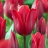 Tulip 'Couleur Cardinal' -UK Garden Plants Sales 2024 tulip couleur cardinal 00