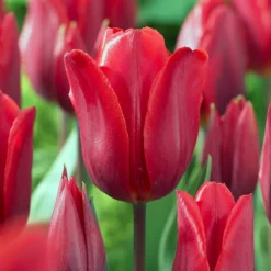 Tulip 'Couleur Cardinal'