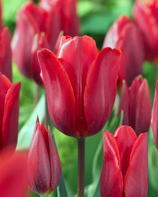 Tulip 'Couleur Cardinal' -UK Garden Plants Sales 2024 tulip couleur cardinal 00