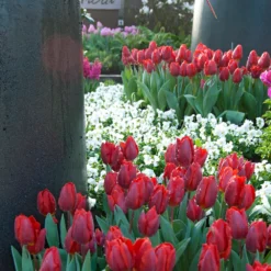 Tulip 'Couleur Cardinal' -UK Garden Plants Sales 2024 tulip couleur cardinal 02