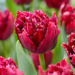 Tulip 'Cranberry Thistle' -UK Garden Plants Sales 2024 tulip cranberry thistle 2