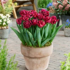 Tulip 'Cranberry Thistle' -UK Garden Plants Sales 2024 tulip cranberry thistle 3