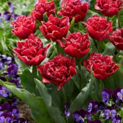 Tulip 'Cranberry Thistle' -UK Garden Plants Sales 2024 tulip cranberry thistle 4