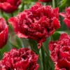 Tulip 'Cranberry Thistle'