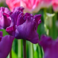 Tulip 'Crown Of Negrita' -UK Garden Plants Sales 2024 tulip crown of negrita 1 scaled