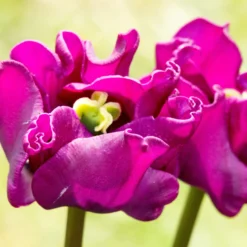 Tulip 'Crown Of Negrita' -UK Garden Plants Sales 2024 tulip crown of negrita 10 scaled