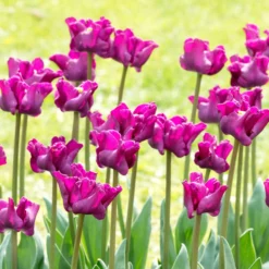 Tulip 'Crown Of Negrita' -UK Garden Plants Sales 2024 tulip crown of negrita 11 scaled