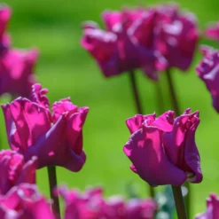 Tulip 'Crown Of Negrita' -UK Garden Plants Sales 2024 tulip crown of negrita 2 scaled