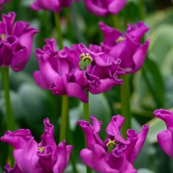 Tulip 'Crown Of Negrita' -UK Garden Plants Sales 2024 tulip crown of negrita 3 scaled