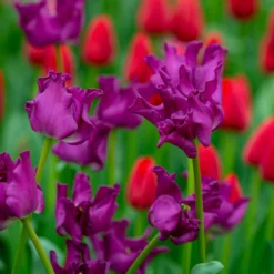 Tulip 'Crown Of Negrita' -UK Garden Plants Sales 2024 tulip crown of negrita 4 scaled