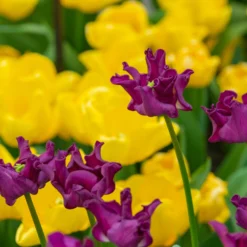 Tulip 'Crown Of Negrita' -UK Garden Plants Sales 2024 tulip crown of negrita 5 scaled