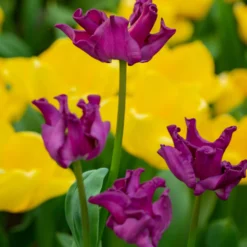 Tulip 'Crown Of Negrita' -UK Garden Plants Sales 2024 tulip crown of negrita 6 scaled