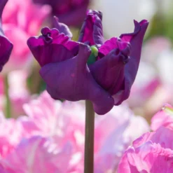 Tulip 'Crown Of Negrita' -UK Garden Plants Sales 2024 tulip crown of negrita 7