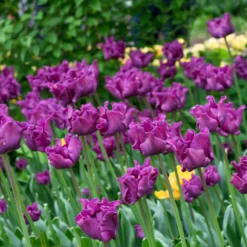 Front Page -UK Garden Plants Sales 2024 tulip crown of negrita 8 scaled