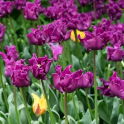 Tulip 'Crown Of Negrita' -UK Garden Plants Sales 2024 tulip crown of negrita 9 scaled