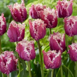 Tulip 'Crunchy Cummins' 7 Tulip 'Crunchy Cummins' -UK Garden Plants Sales 2024 tulip crunchy cummins 3