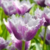 Tulip 'Cummins' 1 Tulip 'Cummins' -UK Garden Plants Sales 2024 tulip cummins 1