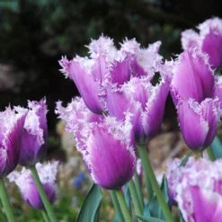 Tulip 'Cummins' 10 Tulip 'Cummins' -UK Garden Plants Sales 2024 tulip cummins 3