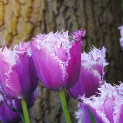 Tulip 'Cummins' 13 Tulip 'Cummins' -UK Garden Plants Sales 2024 tulip cummins 4