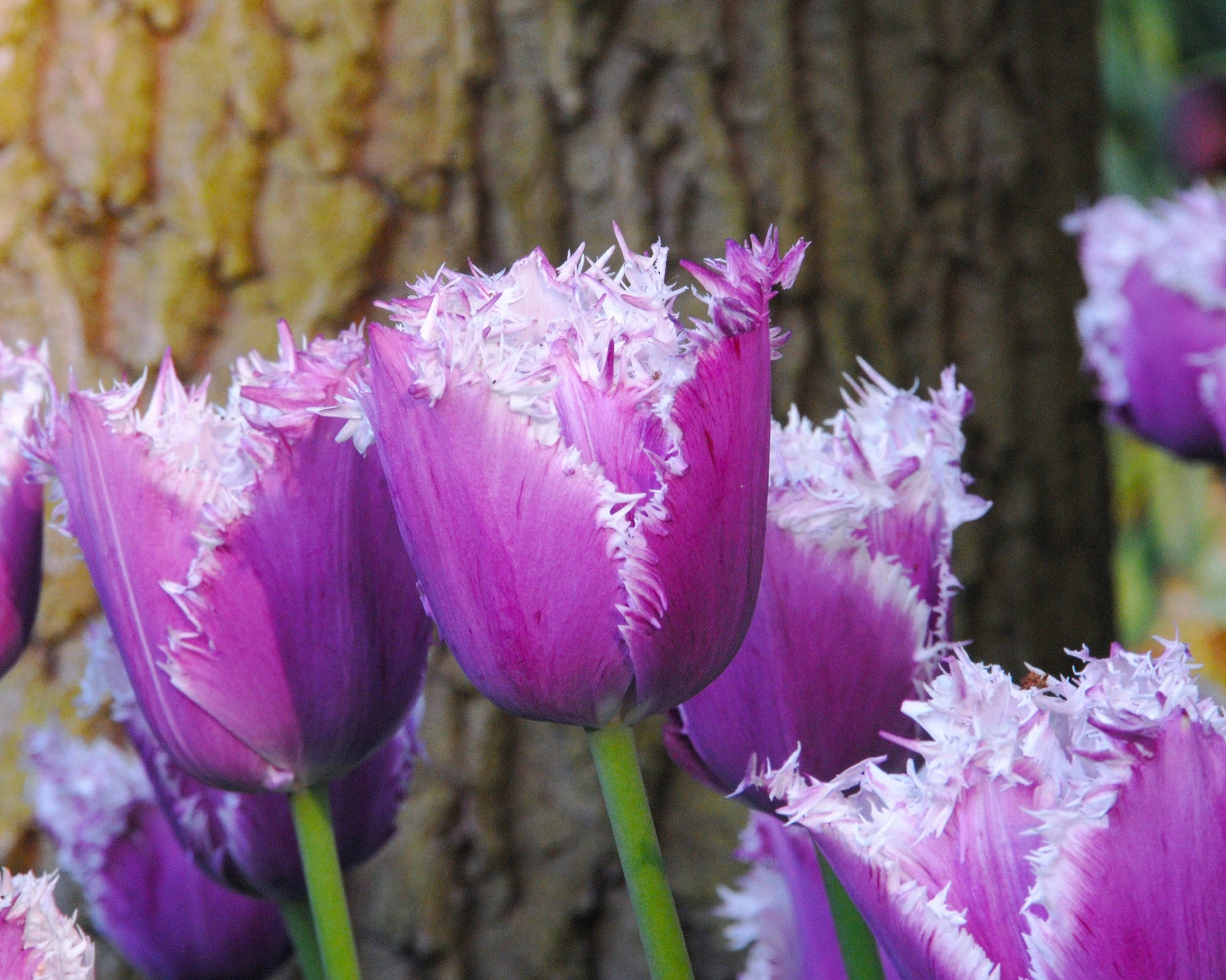 Tulip 'Cummins' 8 Tulip 'Cummins' - Image 6