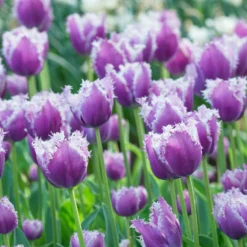 Tulip 'Cummins' 11 Tulip 'Cummins' -UK Garden Plants Sales 2024 tulip cummins 5