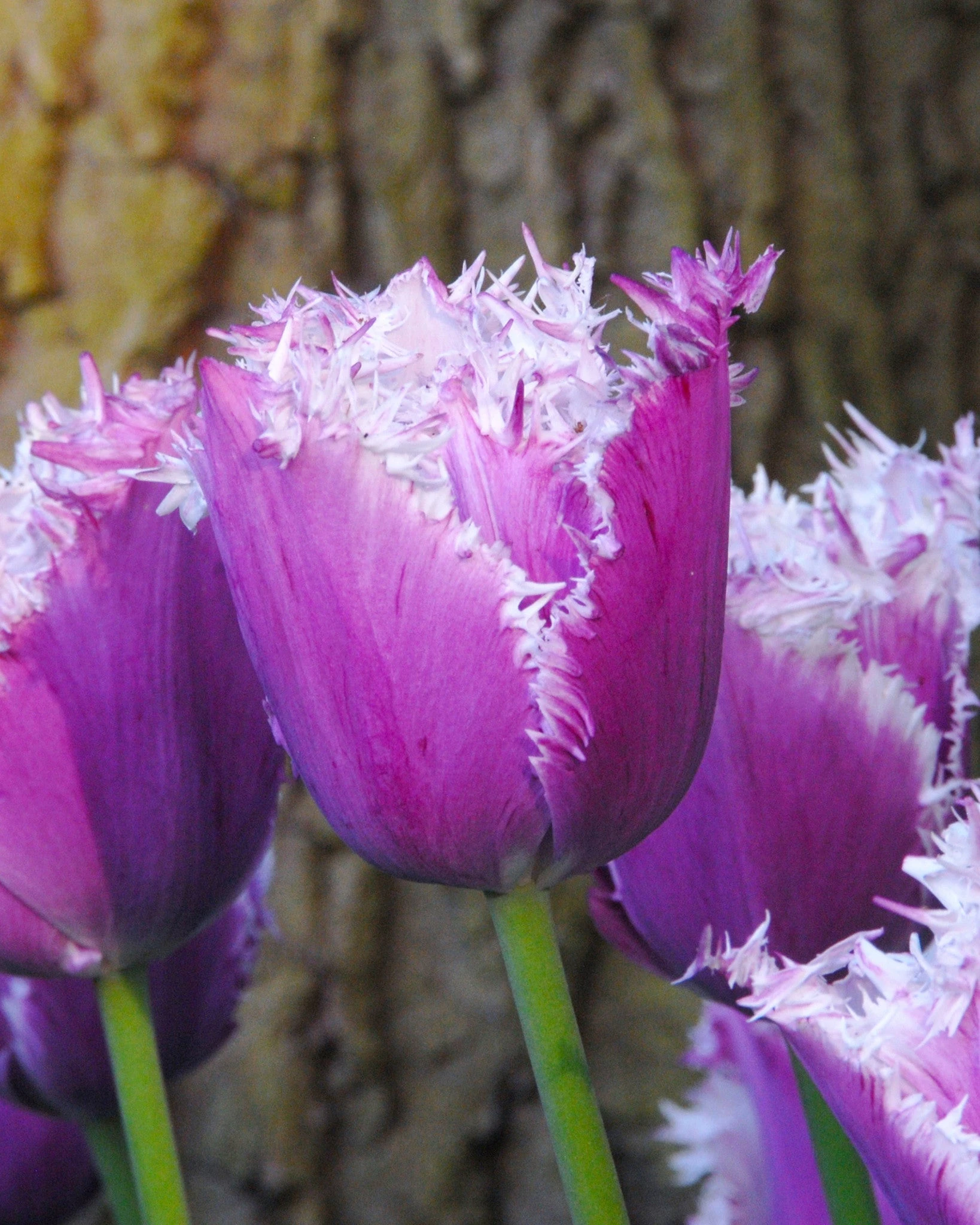 Tulip 'Cummins' 4 Tulip 'Cummins' - Image 2