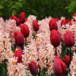 Collection 'Cupids' -UK Garden Plants Sales 2024 tulip cupid collection 4