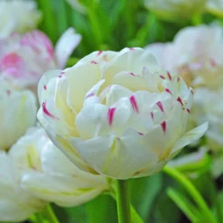 Tulip 'Danceline' -UK Garden Plants Sales 2024 tulip danceline 2