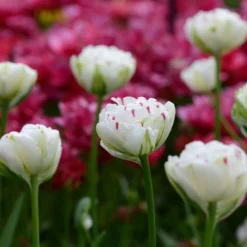 Tulip 'Danceline' -UK Garden Plants Sales 2024 tulip danceline 3