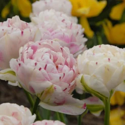 Tulip 'Danceline' -UK Garden Plants Sales 2024 tulip danceline 4