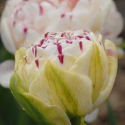 Tulip 'Danceline' -UK Garden Plants Sales 2024 tulip danceline 5