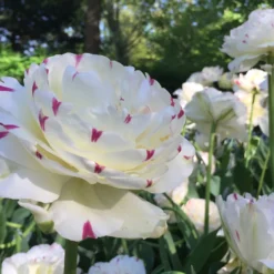 Tulip 'Danceline' -UK Garden Plants Sales 2024 tulip danceline 6