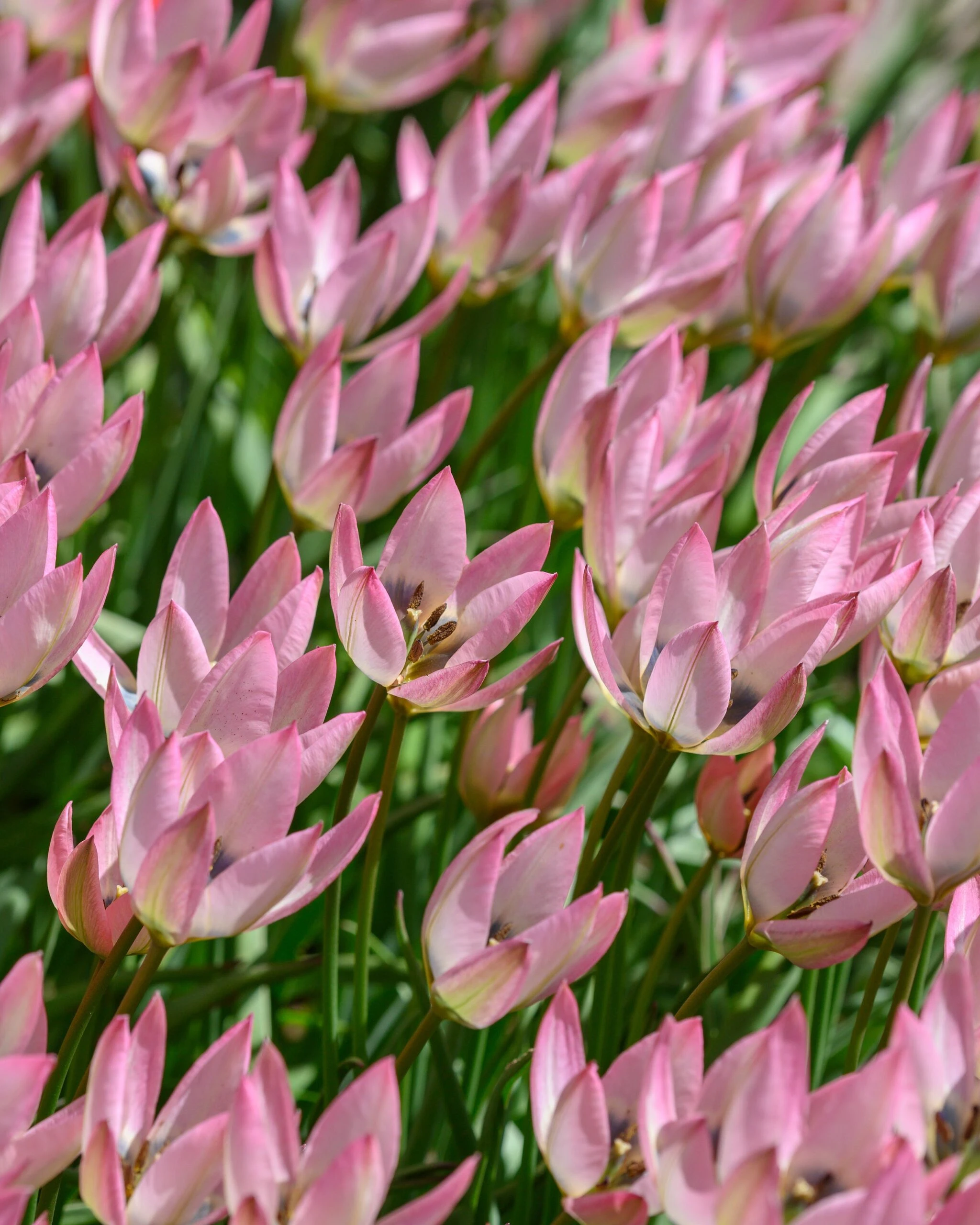 Tulip 'Danique' 4 Tulip 'Danique' - Image 2