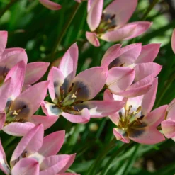 Tulip 'Danique' 14 Tulip 'Danique' -UK Garden Plants Sales 2024 tulip danique 2 scaled