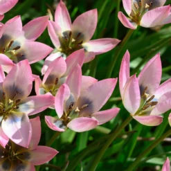 Tulip 'Danique' 12 Tulip 'Danique' -UK Garden Plants Sales 2024 tulip danique 3 scaled