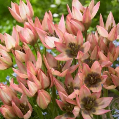 Tulip 'Danique' 13 Tulip 'Danique' -UK Garden Plants Sales 2024 tulip danique 5