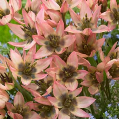 Tulip 'Danique' 15 Tulip 'Danique' -UK Garden Plants Sales 2024 tulip danique 7