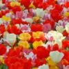 Tulip 'Darwin Hybrid Mixed' -UK Garden Plants Sales 2024 tulip darwin mixed 1