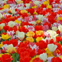 Tulip 'Darwin Hybrid Mixed' -UK Garden Plants Sales 2024 tulip darwin mixed 2