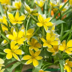 Tulip Dasystemon Tarda -UK Garden Plants Sales 2024 tulip dasystemon tarda 2