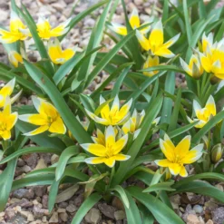 Tulip Dasystemon Tarda -UK Garden Plants Sales 2024 tulip dasystemon tarda 3