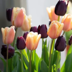 Tulip Collection 'Night & Day'
